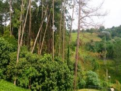 Terreno para Venda em Cotia - 2